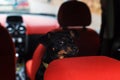 A small black dog in the car waiting for the owner Royalty Free Stock Photo