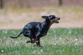 Small black dog doing fast cat lure