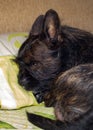A small black dog is getting ready for bed. A mixture of French Bulldog and Yorkshire Terrier on a pillow in bed prepares to sleep Royalty Free Stock Photo