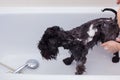 Small black dog having a bath Royalty Free Stock Photo