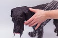 Small black dog having a bath Royalty Free Stock Photo