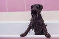 Small black dog having a bath Royalty Free Stock Photo