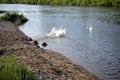 A small black dog jumps into the water