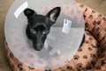 Small black dog lair sick after surgery at home closeup sad