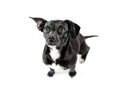 small black dog looking isolated white background Royalty Free Stock Photo