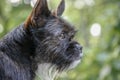 A small black dog looks out of the window with intelligent and interested eyes. Man's best friend. Blurred green background. Royalty Free Stock Photo