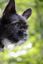 A small black dog looks out of the window with intelligent and interested eyes. Man's best friend. Blurred green background. Royalty Free Stock Photo