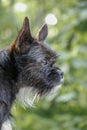 A small black dog looks out of the window with intelligent and interested eyes. Man's best friend. Blurred green background. Royalty Free Stock Photo