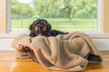 Small black dog lying on blanket