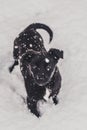 Small black dog is playing on the snow Royalty Free Stock Photo