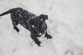 Small black dog is playing on the snow Royalty Free Stock Photo