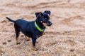 Small black dog on the sand