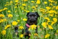 A small black dog sits on the green grass with yellow dandelions . Petit Brabancon