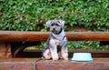 Small black dog sitting on the bench with blue bowl Royalty Free Stock Photo