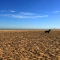Black dog stands on textured beach