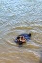 A small black dog swims in the water for aport