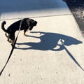 Black dog on leash with wonderful shadow Royalty Free Stock Photo