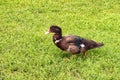 Small black duck walk on grass Royalty Free Stock Photo