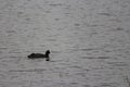 A small black duck with the white bill swims joyfully across the lake of a village. This pretty little avian is very fragile