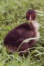 Small black fluffy chicken in the grass