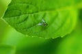 small black fly Royalty Free Stock Photo