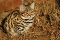 Small Black Footed Cat ( felis negripes )