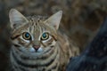 Small Black Footed Cat ( felis negripes )