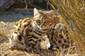 Small Black Footed Cat ( felis negripes ) Royalty Free Stock Photo