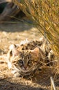 Small Black Footed Cat ( felis negripes )