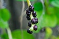 The Small Black Fruits of a Vine Royalty Free Stock Photo