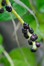 The Small Black Fruits of a Vine Royalty Free Stock Photo
