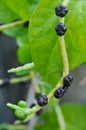 The Small Black Fruits of a Vine Royalty Free Stock Photo