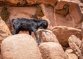 A small black goat in the rocky desert of Wadi Rum, Jordan Royalty Free Stock Photo