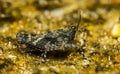 Small black grasshopper