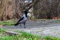 Small black and grey raven walking by the path next to bushes