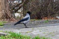 Small black and grey raven walking by the path next to bushes