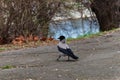 Small black and grey raven walking by the path next to bushes