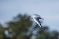 Small black-headed gull Chroicocephalus ridibundus flying over the river Royalty Free Stock Photo