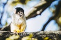 Small black-headed yellow saimiri monkey Royalty Free Stock Photo