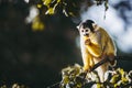 Small black-headed yellow saimiri monkey Royalty Free Stock Photo