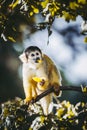 Small black-headed yellow saimiri monkey Royalty Free Stock Photo