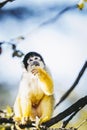 Small black-headed yellow saimiri monkey Royalty Free Stock Photo
