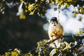 Small black-headed yellow saimiri monkey Royalty Free Stock Photo