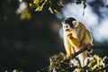 Small black-headed yellow saimiri monkey Royalty Free Stock Photo