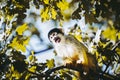 Small black-headed yellow saimiri monkey on a tree Royalty Free Stock Photo