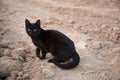 Small black homeless kitten on sand