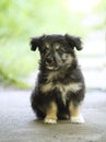 Small black homeless puppy Royalty Free Stock Photo