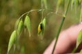 Small black insect on oat panicle