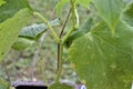 Small Black Insect on Dirty Green Leaves of a Plant