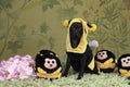 Small black Italian greyhound dog puppy dressed as a bee standing full body against a flower background Royalty Free Stock Photo